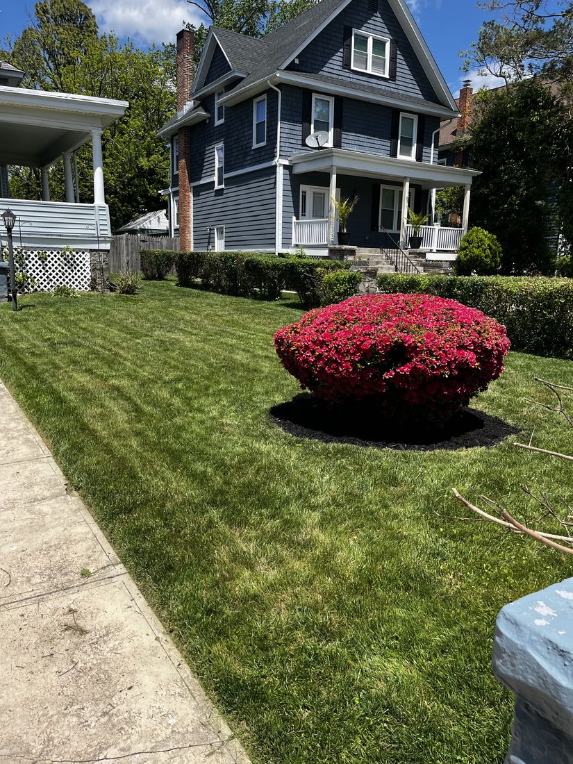 Freshly cut green lawn with a flowering azalea bed in front of a Baltimore home