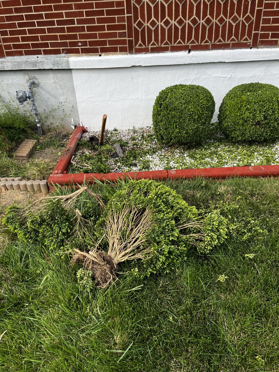 Overgrown shrubs being removed from a Baltimore property