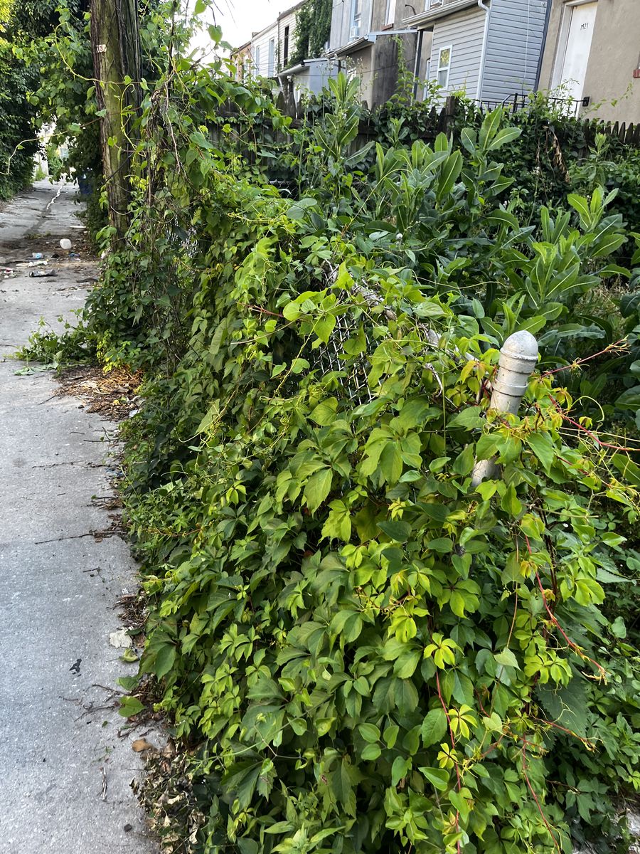 Overgrown, weedy Baltimore back yard before lawn service