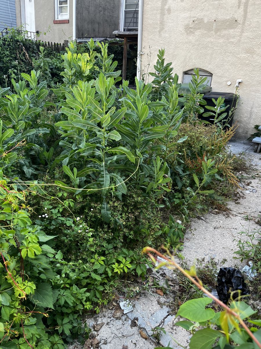 Overgrown Baltimore yard before lawn service, another angle