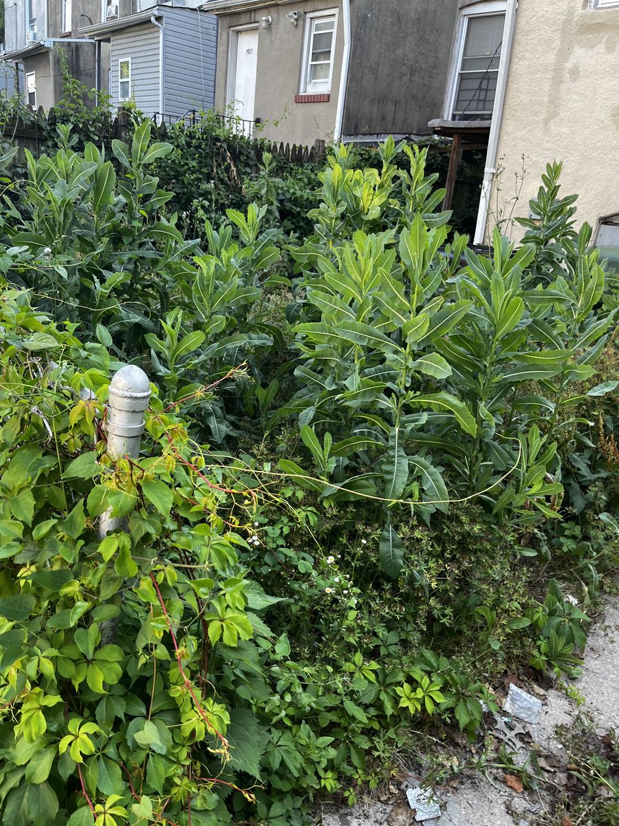 Tall weeds and overgrowth before lawn service in Baltimore